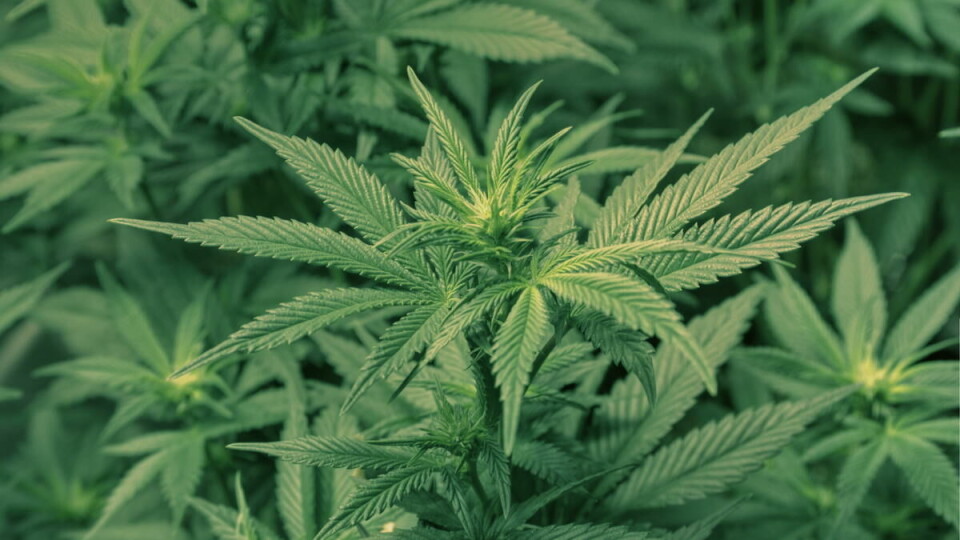 Sov godt: Mange bruker cannabis til å sove godt om kvelden, men stadig flere bruker det til medisinske formål. Men det er svært få som får cannabis utdelt av staten. FOTO: Flickr/eggrole