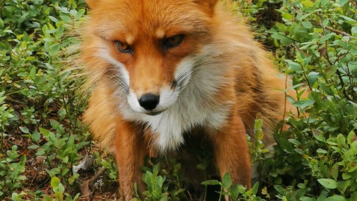 What does the fox say? What does the fox say?