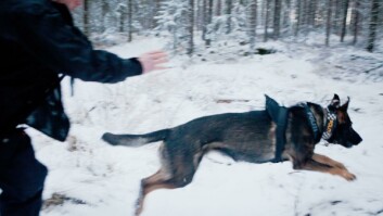God nese: Caro har fått ferten av lik i skogen. God nese: Caro har fått ferten av lik i skogen.