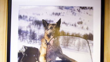Hund ute, hund inne: I Hundetjenestens lokaler er hunden både til jobb og til pynt. Hund ute, hund inne: I Hundetjenestens lokaler er hunden både til jobb og til pynt.