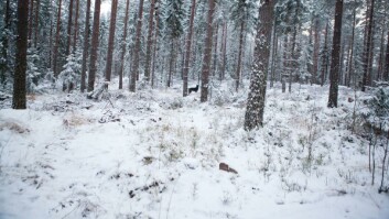 «Jeg fant, jeg fant»: Caro sier fra om at han har snust opp noe i skogen. «Jeg fant, jeg fant»: Caro sier fra om at han har snust opp noe i skogen.