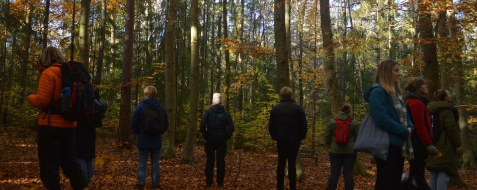 Nyfrelste treklemmere?: Deltagerne benytter seg av alle sansene sine denne høstdagen. Treklemming, meditasjon og lukting på blader står på programmet.