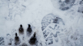Spor i snøen: Men hunden trenger ikke fotavtrykk for å finne deg i skogen.