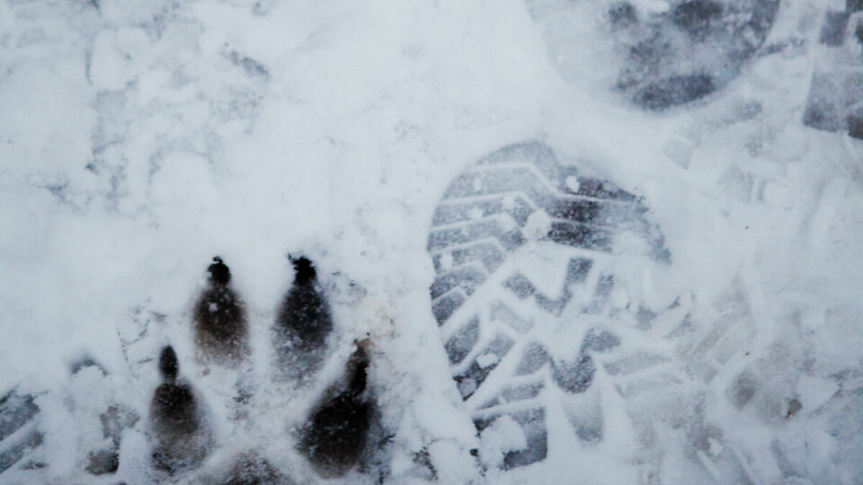 Spor i snøen: Men hunden trenger ikke fotavtrykk for å finne deg i skogen.