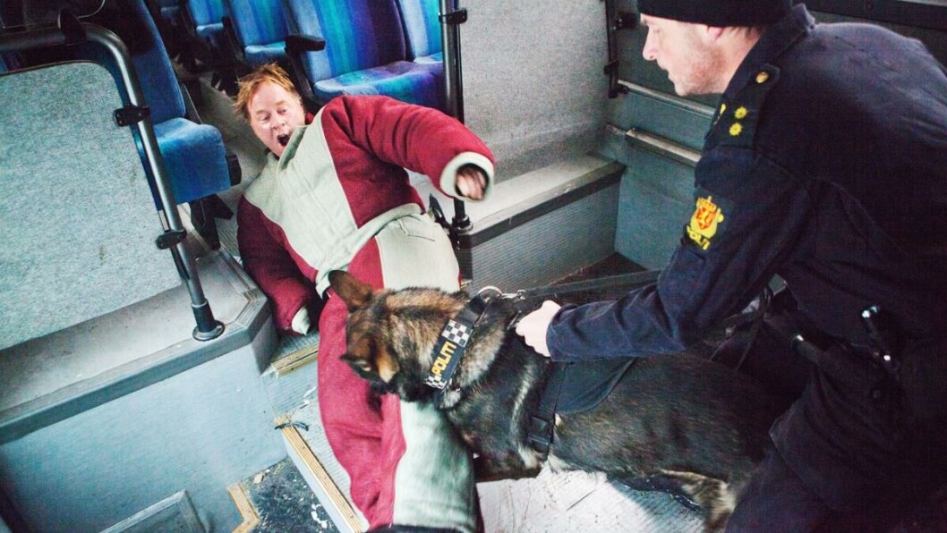 David mot Goliat: 40 kg hund er mer enn nok for å dra en voksen mann i bakken. David mot Goliat: 40 kg hund er mer enn nok for å dra en voksen mann i bakken.