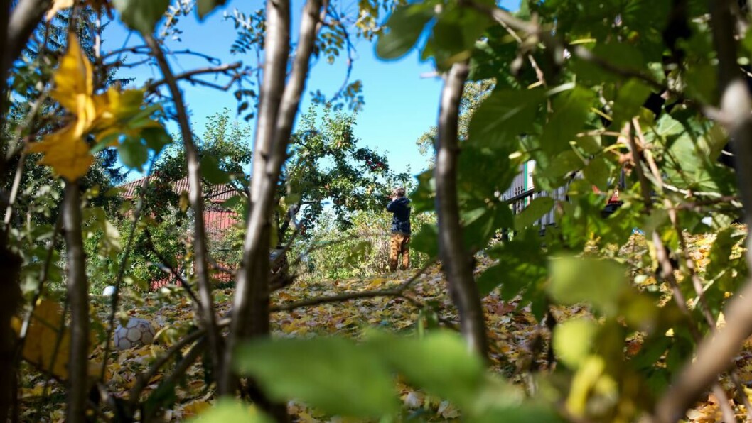 I fullt dagslys: Gaute Vindegg vet at
det skal mye til før folk reagerer på at
noen plukker epler midt på dagen. I fullt dagslys: Gaute Vindegg vet at
det skal mye til før folk reagerer på at
noen plukker epler midt på dagen.