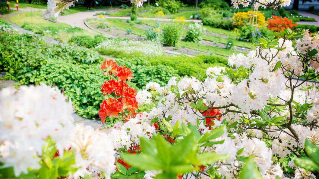 URBAN SPRING: Botanical Garden, situated in the neighborhood of Tøyen in Oslo. URBAN SPRING: Botanical Garden, situated in the neighborhood of Tøyen in Oslo.