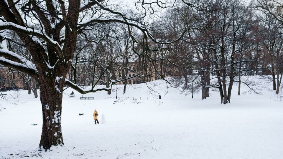 I kongelige spor: Bymiljøetaten har meldt at løypen i Slottsparken vil mest sannsynlig holde vinterferien ut. Den er laget med kunstsnø og er mer robust i møte med temperaturendring og plussgrader.