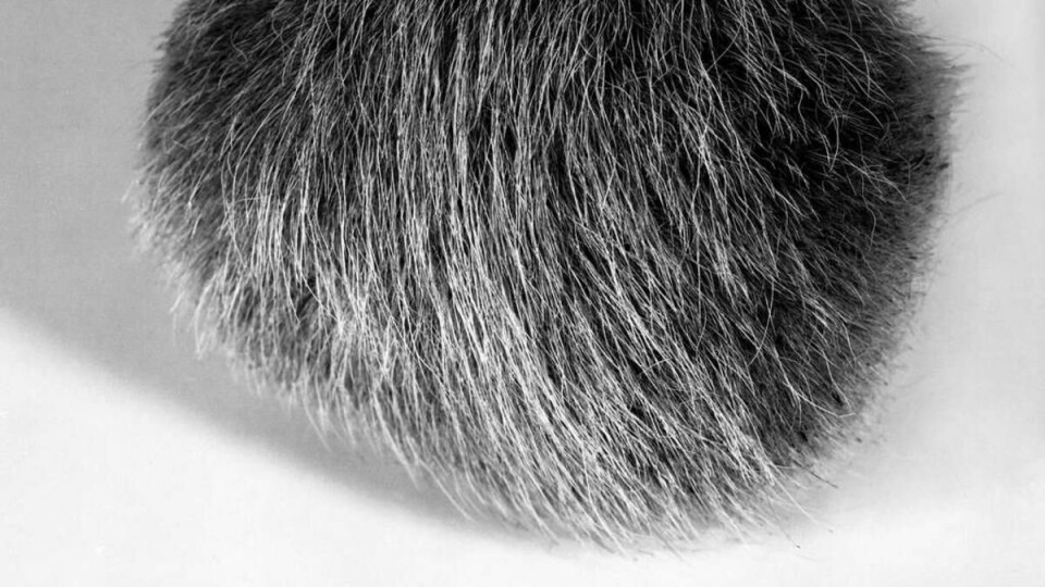 PELSDOTT: IKOS har forsøkt å framstille trollkatten visuelt. Foto: Arthur Sand.
