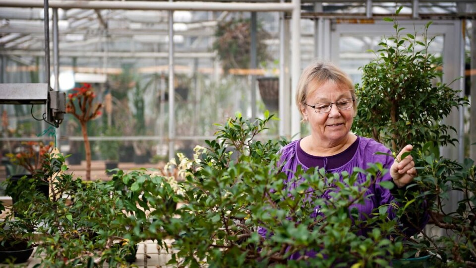 FEMINIST: Professor i botanikk Inger Nordal, ville bare gå tilbake til blomstene sine da stormen stod på som verst. Hun ble blant annet anklaget for å styres av ideologi i forskningsdebatten. -- Jeg har fokus på det som passer ideologisk, men de andre har det i like stor grad. Alle er preget av sin bakgrunn, sier hun.