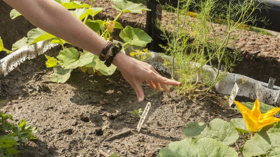 - Growing food is magical