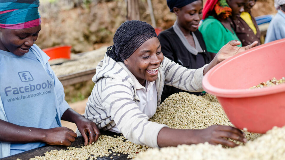 Sorterer kaffebønner: Chantal Nyirahabimana (18) snakker med kollegaene Jeanine Niumezero (25, til venstre) og Vestine Nyirasinumva (28, til høyre) mens de sorterer kaffebønner.
