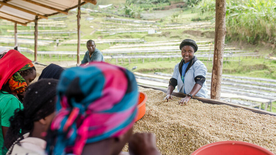 Droppet ut av skolen: Christine Uwase (21) fullførte aldri videregående. Nå sorterer hun ferske kaffebønner ved vaskestasjonen Kanya for en dagslønn på cirka 10 kroner dagen. Hun skulle gjerne vært tilbake på skolebenken.