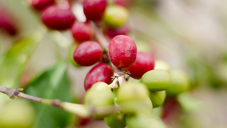 Kaffebønner: De røde bærene inneholder kaffebønnene som blir vasket, tørket og brent.