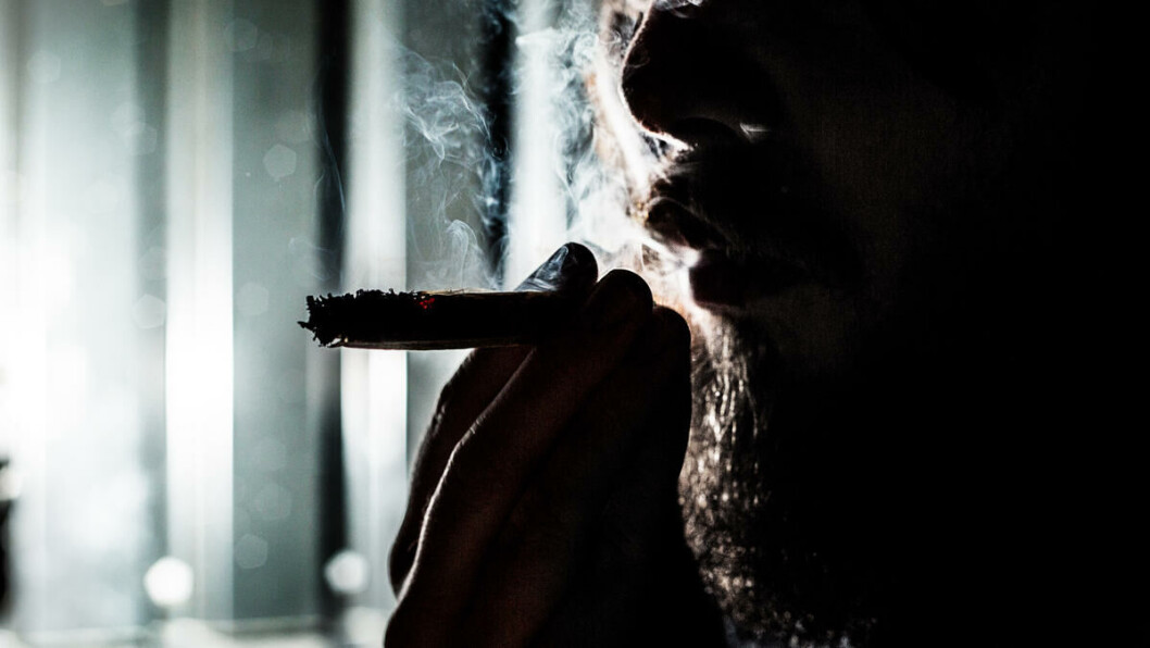 Klar stemme: Kun 27 prosent av studenter mener at cannabis bør bli legalisert. Klar stemme: Kun 27 prosent av studenter mener at cannabis bør bli legalisert.