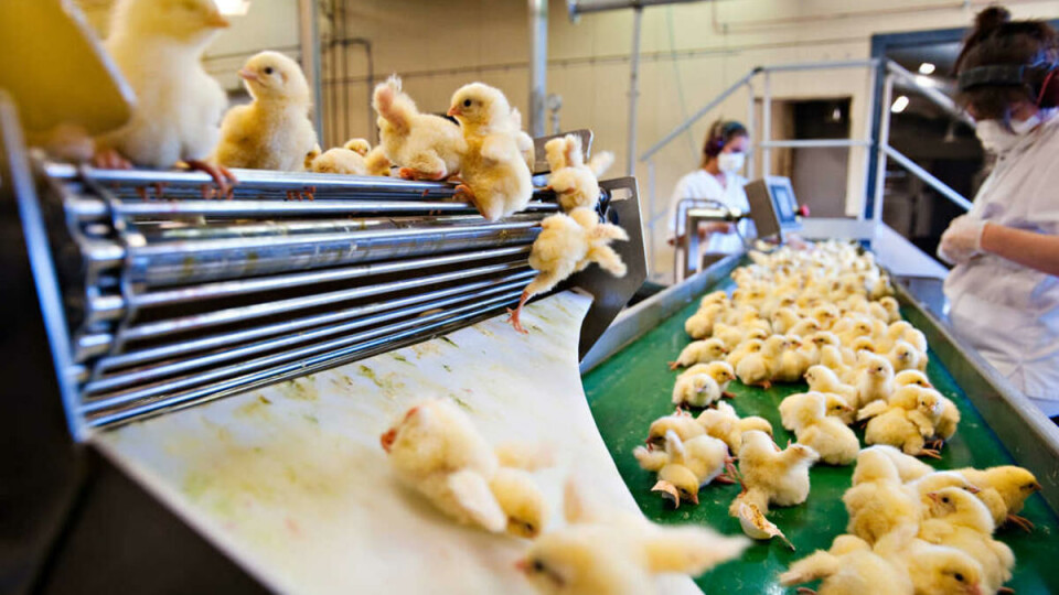 FAST FOOD: Et kontinuerlig dryss av nyfødte kyllinger fyker gjennom sorteringsmaskinen. Eggeskall spruter, små pippiper klasker i gulvet. Her er Dag i fritt svev.