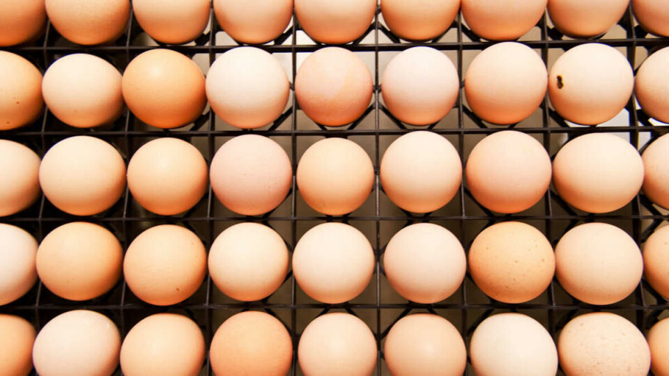 FOSTER-BONANZA: 150 befruktede egg per brett, 32 brett per tralle, 15 traller på vent. Klekkeriet i Våler er en av Norges største fødestuer.