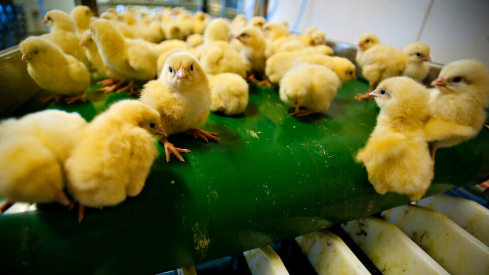FAST FOOD: Et kontinuerlig dryss av nyfødte kyllinger fyker gjennom sorteringsmaskinen. Eggeskall spruter, små pippiper klasker i gulvet. Her er Dag i fritt svev.