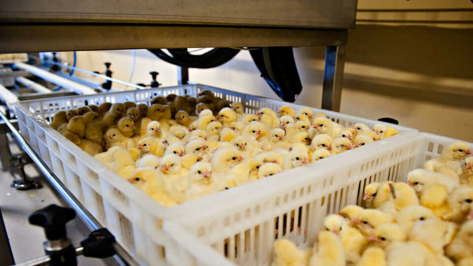 Foster-bonanza: 150 befruktede egg per brett, 32 brett per tralle, 15 traller på vent. Klekkeriet i Våler er en av Norges største fødestuer. (Felles for de to første bildene.