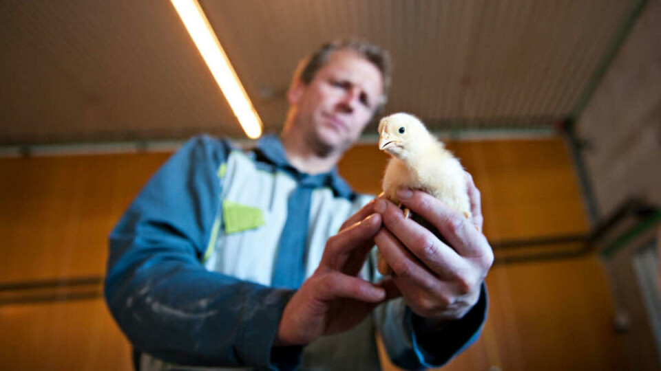 SÅNN GJØR DU DET: Etter litt co2 gass, dekapitering, avblødning og nedfrysing, er Dag klar for litt nærkontakt med stekeplata i SiO-kantina.
