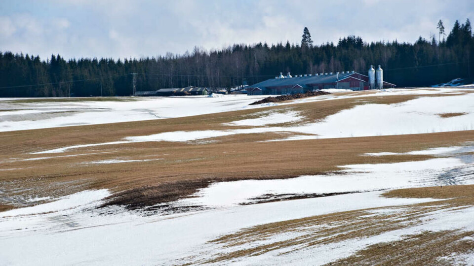 SÅNN GJØR DU DET: Etter litt co2 gass, dekapitering, avblødning og nedfrysing, er Dag klar for litt nærkontakt med stekeplata i SiO-kantina.