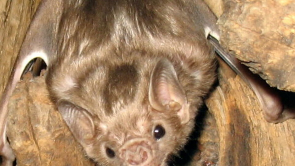 TESTET POSITIVT: Flaggermusa testet positivt for rabies noen dager etter at den gikk til angrep.
ILLUSTRASJONSFOTO: Wikimedia Commons / GCarter2