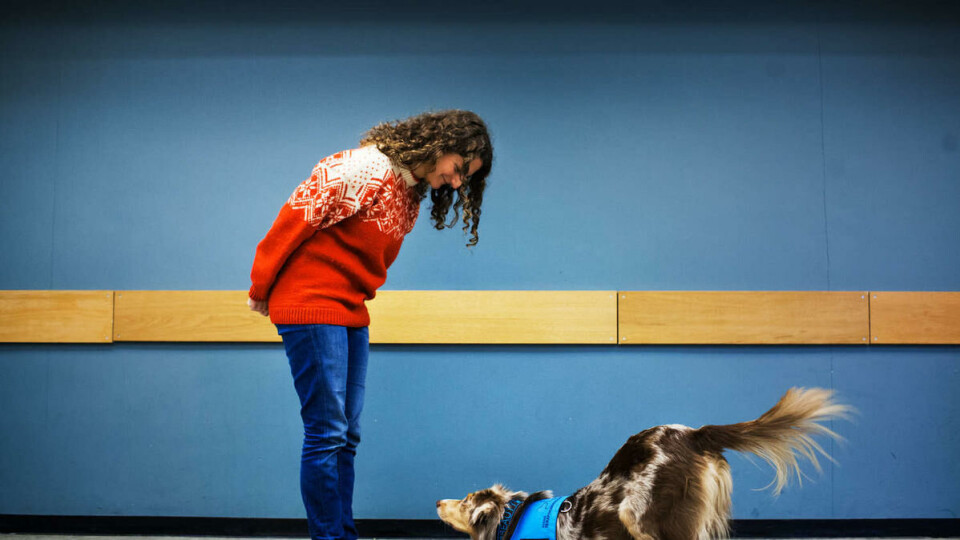 Terapihund: Beauty er en tillitsfull og snill hund med høy utdannelse. I tillegg til å få studenter til å senke skuldrene, hjelper hun barn med å lære og lese. Begge deler gjøres ved at hun får barn og voksne til å slappe av og å føle mestring.