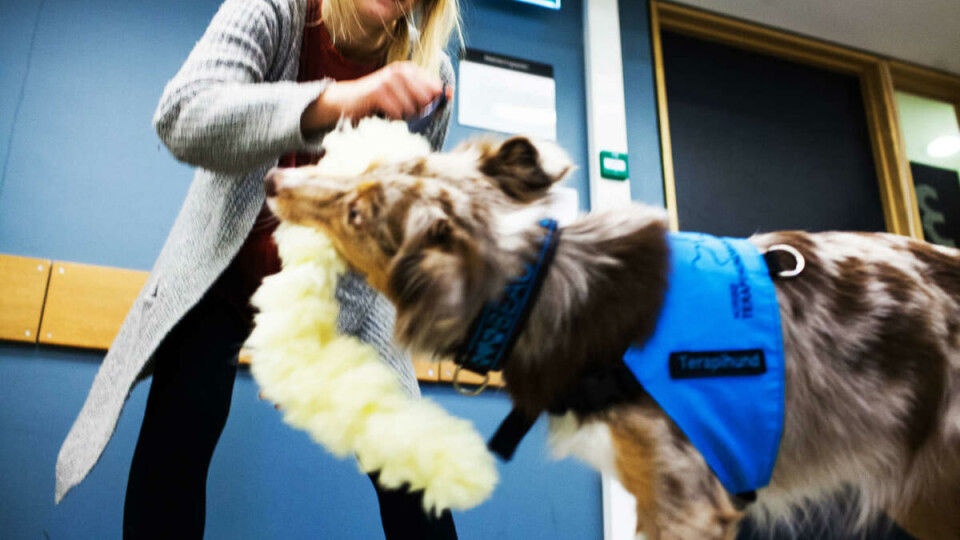 Terapihund: Beauty er en tillitsfull og snill hund med høy utdannelse. I tillegg til å få studenter til å senke skuldrene, hjelper hun barn med å lære og lese. Begge deler gjøres ved at hun får barn og voksne til å slappe av og å føle mestring.