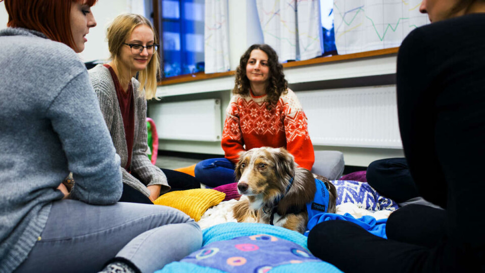 Terapihund: Beauty er en tillitsfull og snill hund med høy utdannelse. I tillegg til å få studenter til å senke skuldrene, hjelper hun barn med å lære og lese. Begge deler gjøres ved at hun får barn og voksne til å slappe av og å føle mestring.