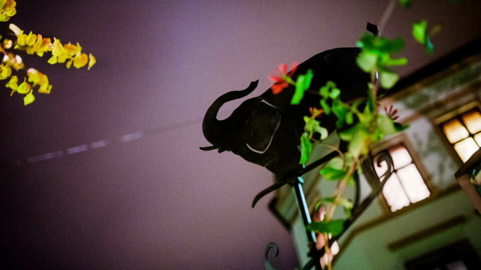Værvár: En elefant viser vindretningen utenfor Jon Bings hus.