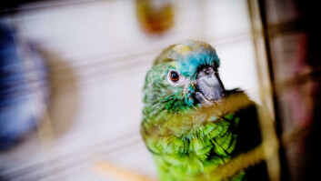 Mjauende papegøye: Papegøyen Sara (30) er oppkalt etter System for Analyse av Rettslige Avgjørelser og kan mjaue.