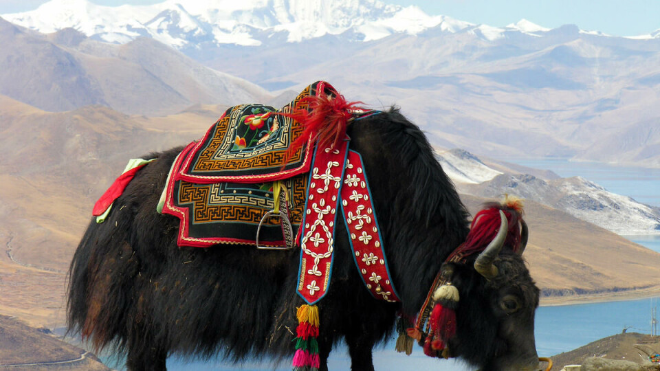 Fredelig i Tibet: Den pent kledde okse-lignende arten jak, tatt like ved den hellige innsjøen Yamdrok i Tibet. Tatt av Dennis Jarvis.