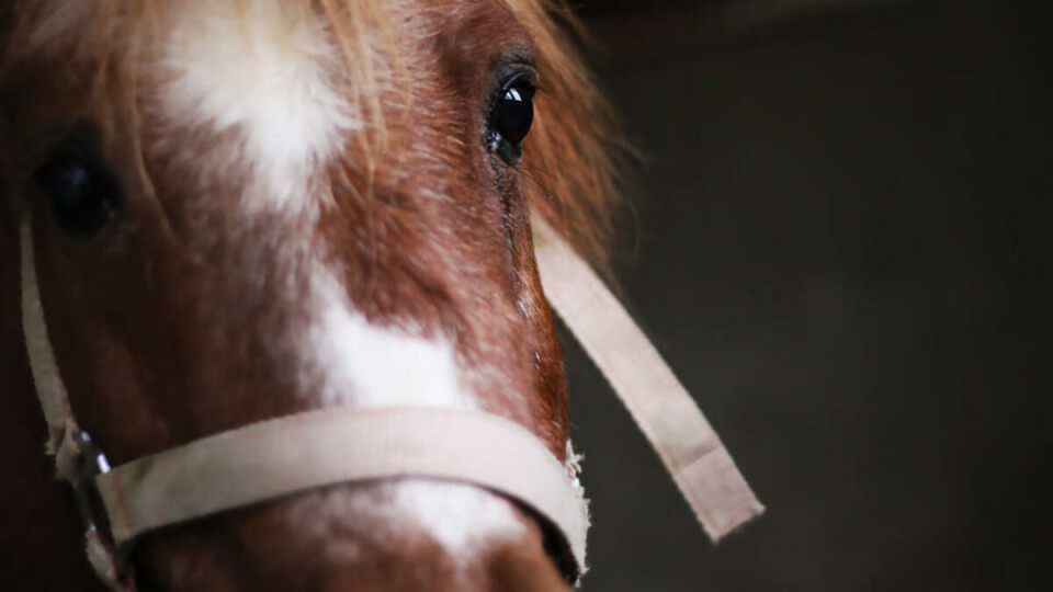 MY LITTLE PONY: Den lille ponnyen Ferarro, har Silje hatt helt siden hun var ei lita jente.