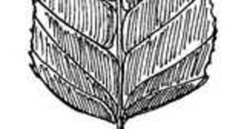 Betula
