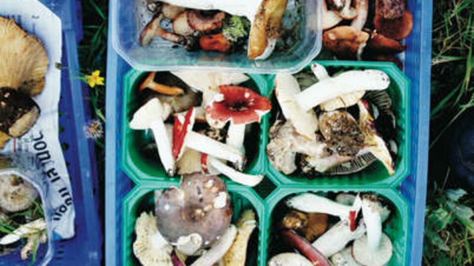 SOPPMIKS: Det er viktig å ikke blande de spiselige med de giftige.