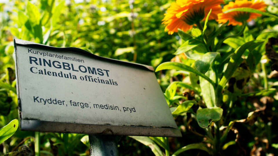 DAGENS: Urteslang ved biologibygget er en god måte å spe på et slunkent budsjett.