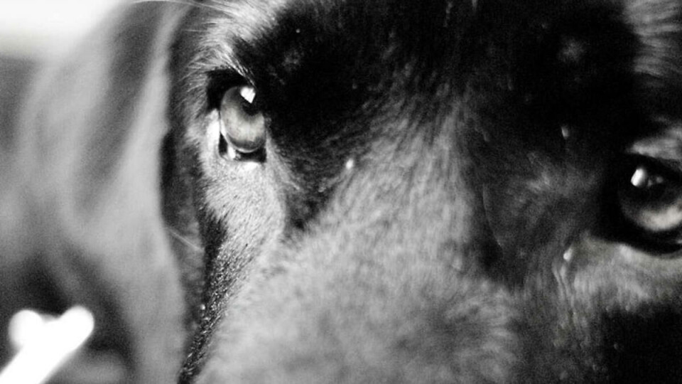 FØRERHUNDEN KALMER: Jåthun fikk sin første førerhund i 2006, etter at labradoren hadde fått opplæring på Norges Blindeforbunds førerhundskole.