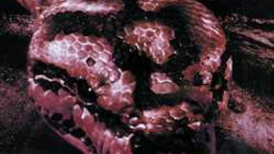 Norsk black metals død