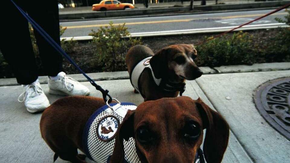 FRA EN HUNDS PERSPEKTIV: I New York er folk stolte av sine firbente venner.