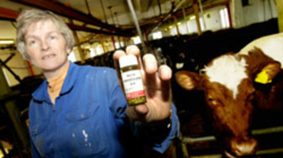 KUMAT: Ku nummer 498 får dagens dose.