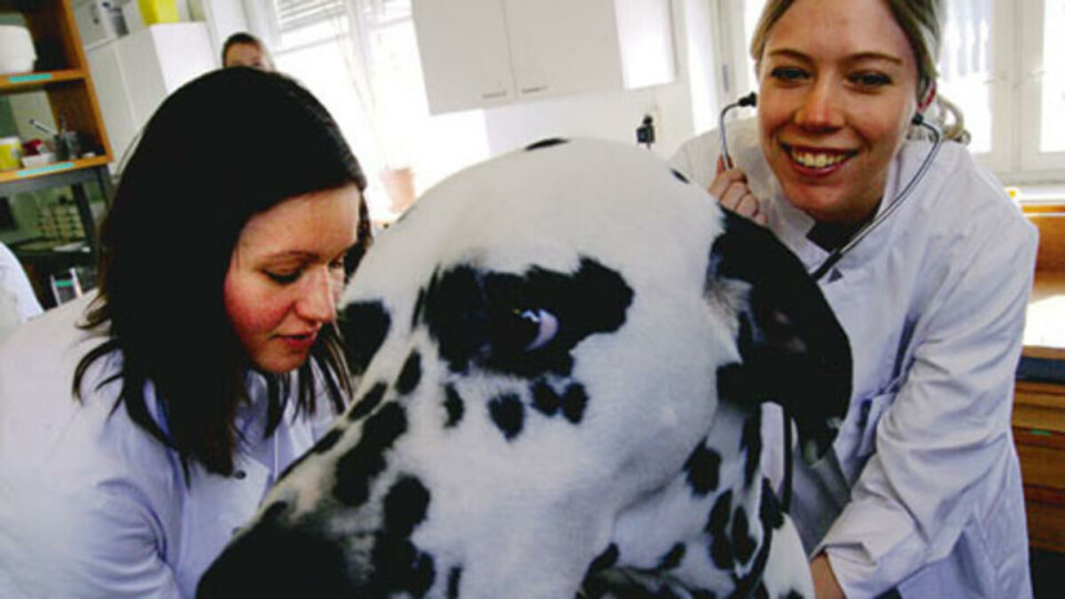 I KLINIKKEN:Christine Berge sier de ofte husker dyret, men ikke forsøket. Her demonstrerer Berge og Kristin Herstad hvordan en foretar en allmenn helsesjekk på hund. Hunden på bildet er i privat eie, og har ingenting med forsøksdyr å gjøre.
