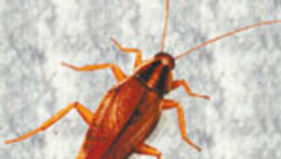 Yrende bofellesskap