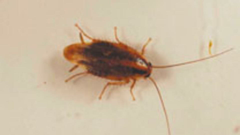 Yrende bofellesskap