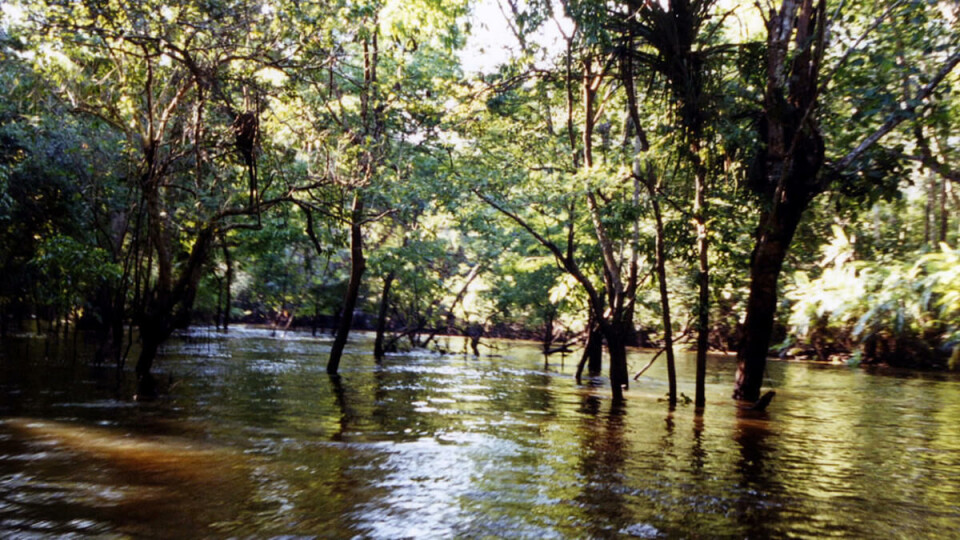 AMAZONAS: Det var i et avsidesliggende område i Amazonas-regnskogen i Brasil at kannibalene skal ha spist studenten. (Foto: Creative Commons)