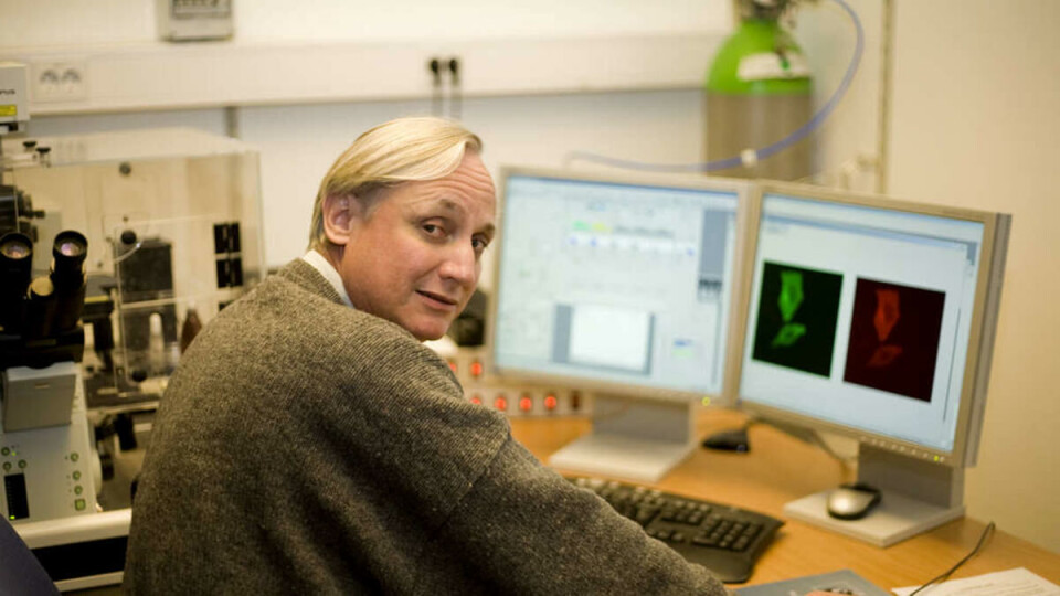 LEVENDE MUSKELCELLER: Injeksjon av DNA i muskelceller i mus. De grønne flekkene er cellekjerner, mens de røde er nerve/muskel-kontaktene.