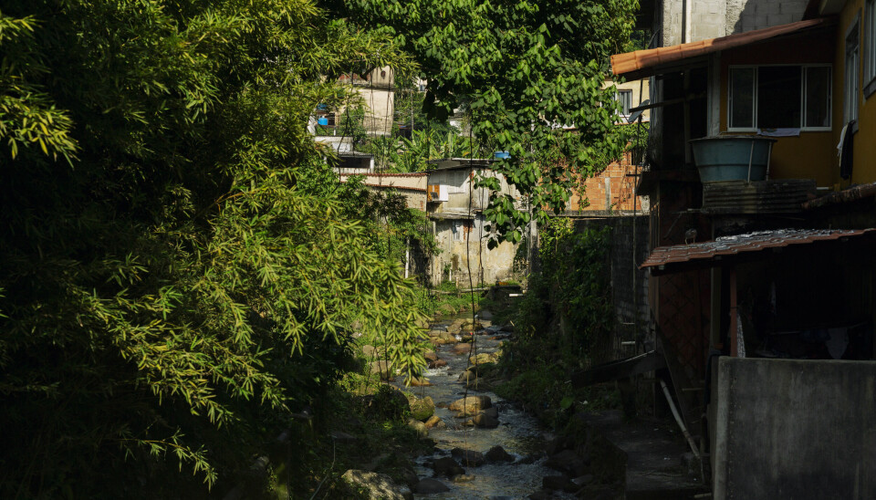 I ett med naturen: Regnskogen Mata Atlântica penetrerer det urbane i favelaen Alto da Boa Vista.